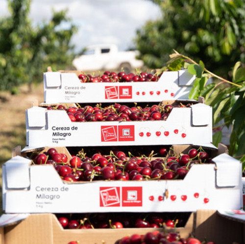 La marca colectiva ‘Cereza de Milagro’ crece y suma ya 19 productores en Navarra