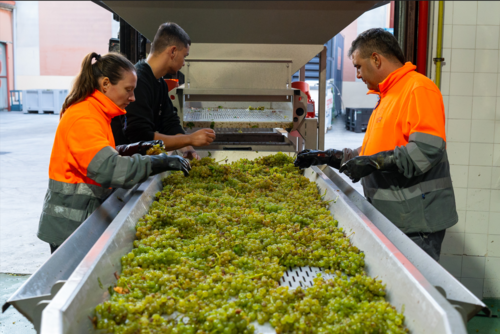 Vendimia 2024 en Bodega Cuatro Rayas: menos kilos por hectárea con una calidad excelente