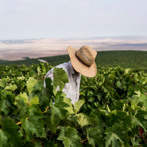 Prácticas sostenibles: así le planta cara al cambio climático el Marco de Jerez
