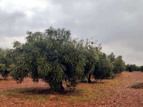 Vidabol de CLM, con AOVEs de tres Denominaciones de Origen, espera cosechar unos 16 millones de kilos de aceituna de gran calidad 