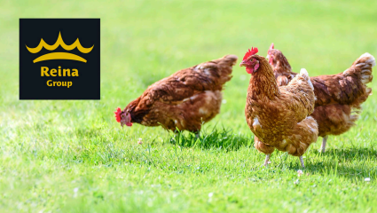 Reina Group solo utiliza huevos de gallinas libres de jaulas.png