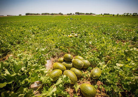 Dia_Melones_Campo.jpg
