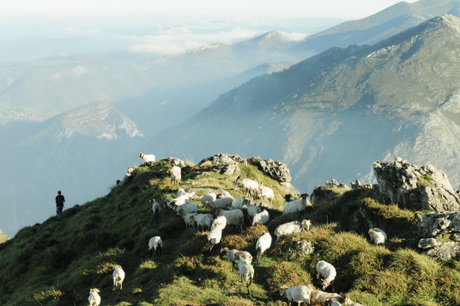 Lechazos Probiodiversidad en Picos de Europa 1.jpg
