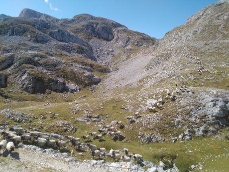 Probiodiversidad en Picos de Europa 2.jpg