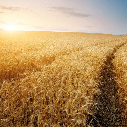 El 20 de diciembre finaliza el plazo para asegurar el viñedo y los cultivos herbáceos con los módulos de más amplia cobertura