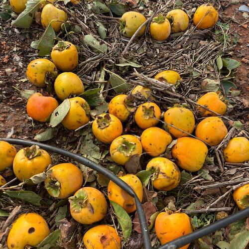 Agroseguro inicia, transcurrido menos de un mes, el pago de las indemnizaciones por los daños de la DANA en cultivos agrícolas