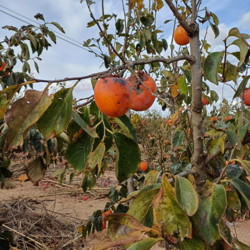 Agroseguro continúa con el pago de las indemnizaciones por los daños de la DANA en cultivos agrícolas