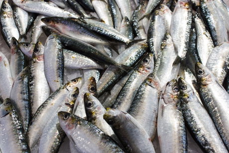 Sardinas frescas ibéricas sobre hielo en mostrador de pescadería, varias piezas brillantes y plateadas.