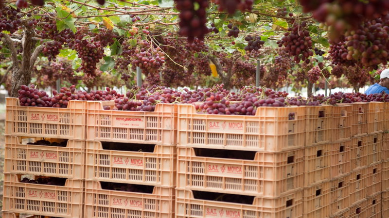 Moyca, finalista en los premios Fresh Awards por su transformación tecnológica