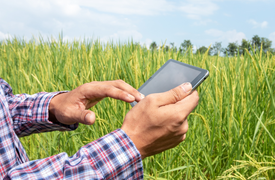 Satélites, datos y agricultura de precisión: la tecnología que mejora el sector de las verduras congeladas