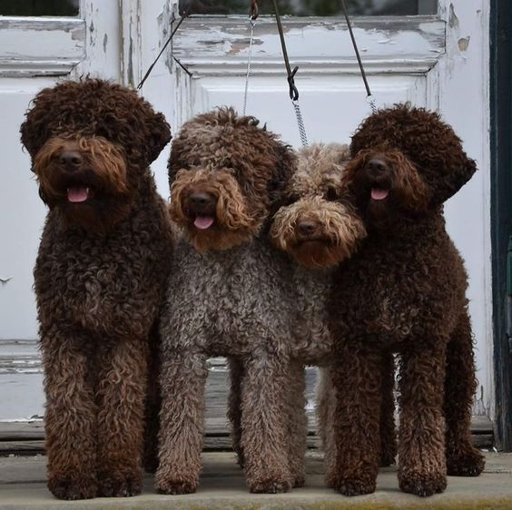 El imprescindible del verano para proteger el pelaje de perros y gatos con petuxe
