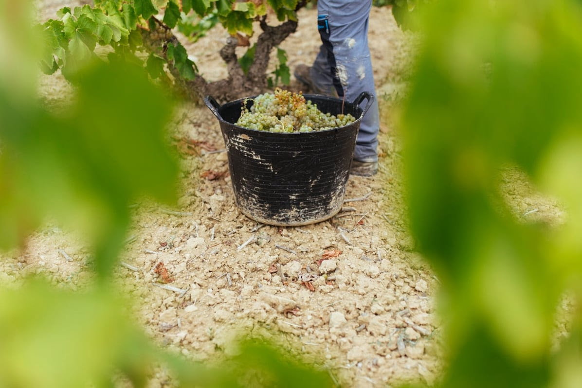 Boletín de Maduración 2 - Buenas condiciones vegetativas y sanitarias