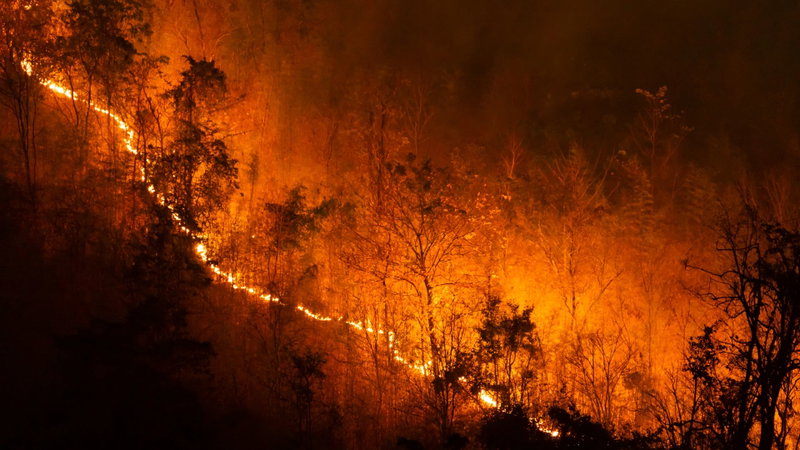 Los incendios también arrasan explotaciones del sector primario: más de 116.500 hectáreas agrícolas sufren siniestro por incendio en la última década