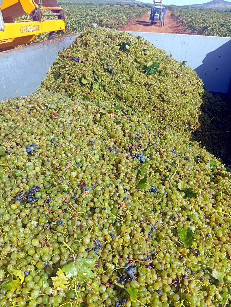 El Progreso generaliza su vendimia con la recogida de la variedad Airén y parará la próxima semana por las Fiestas