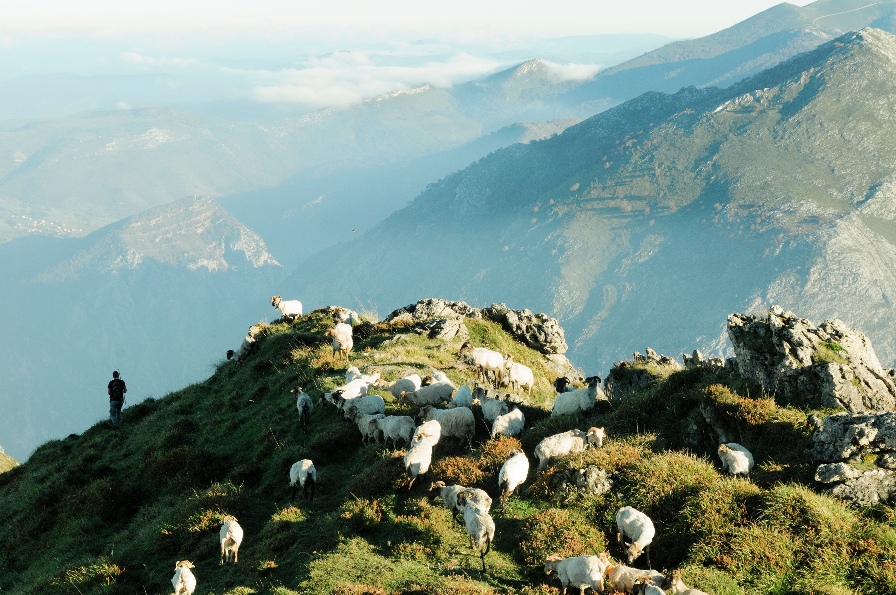 Lechazos Probiodiversidad en Picos de Europa 1.jpg