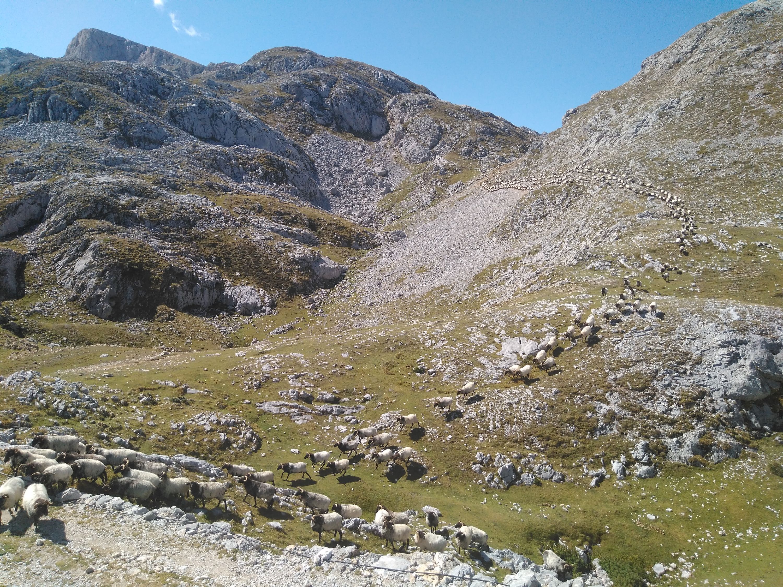 Probiodiversidad en Picos de Europa 2.jpg