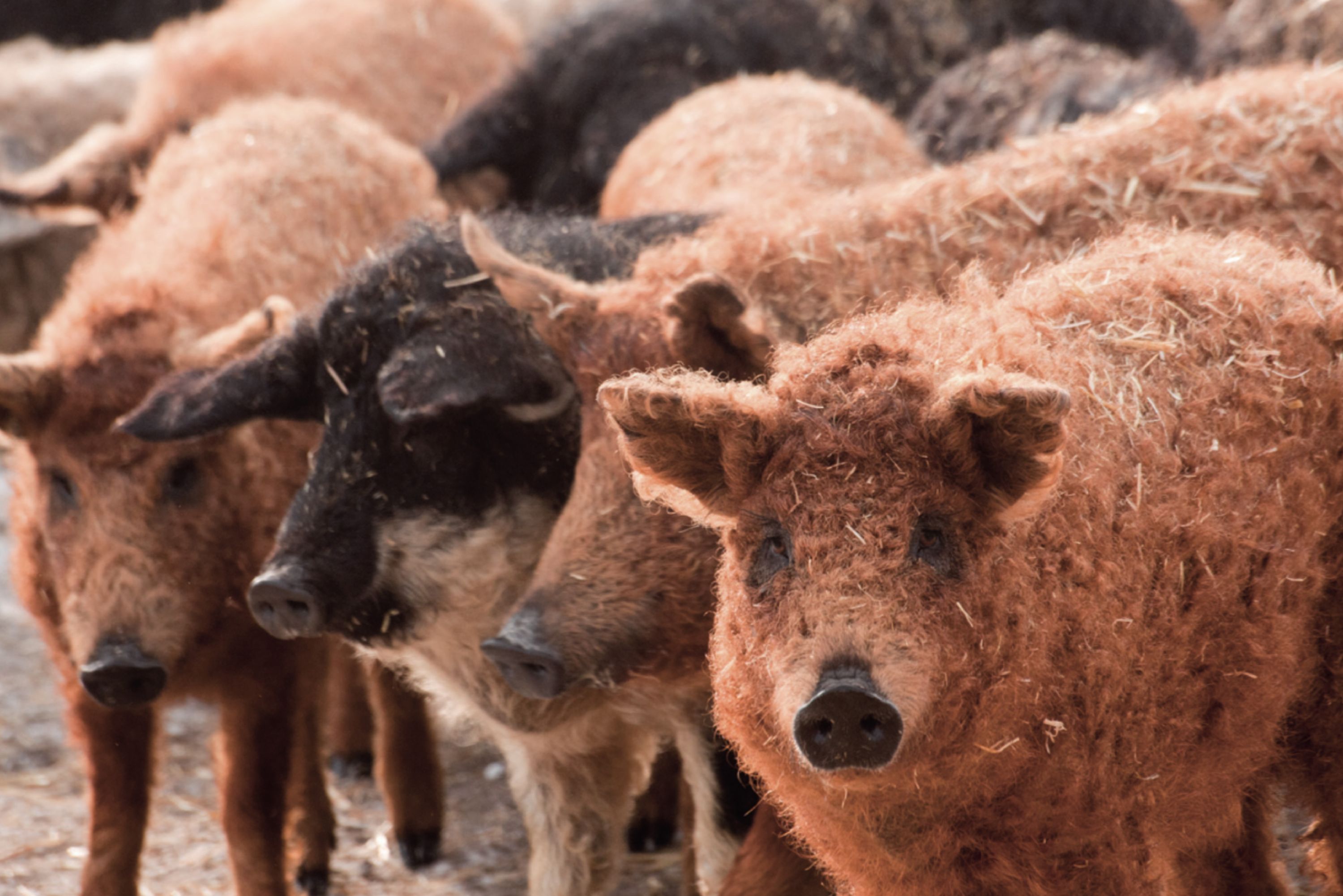 Recuperación Raza Mangalica - Monte Nevado 1.jpg