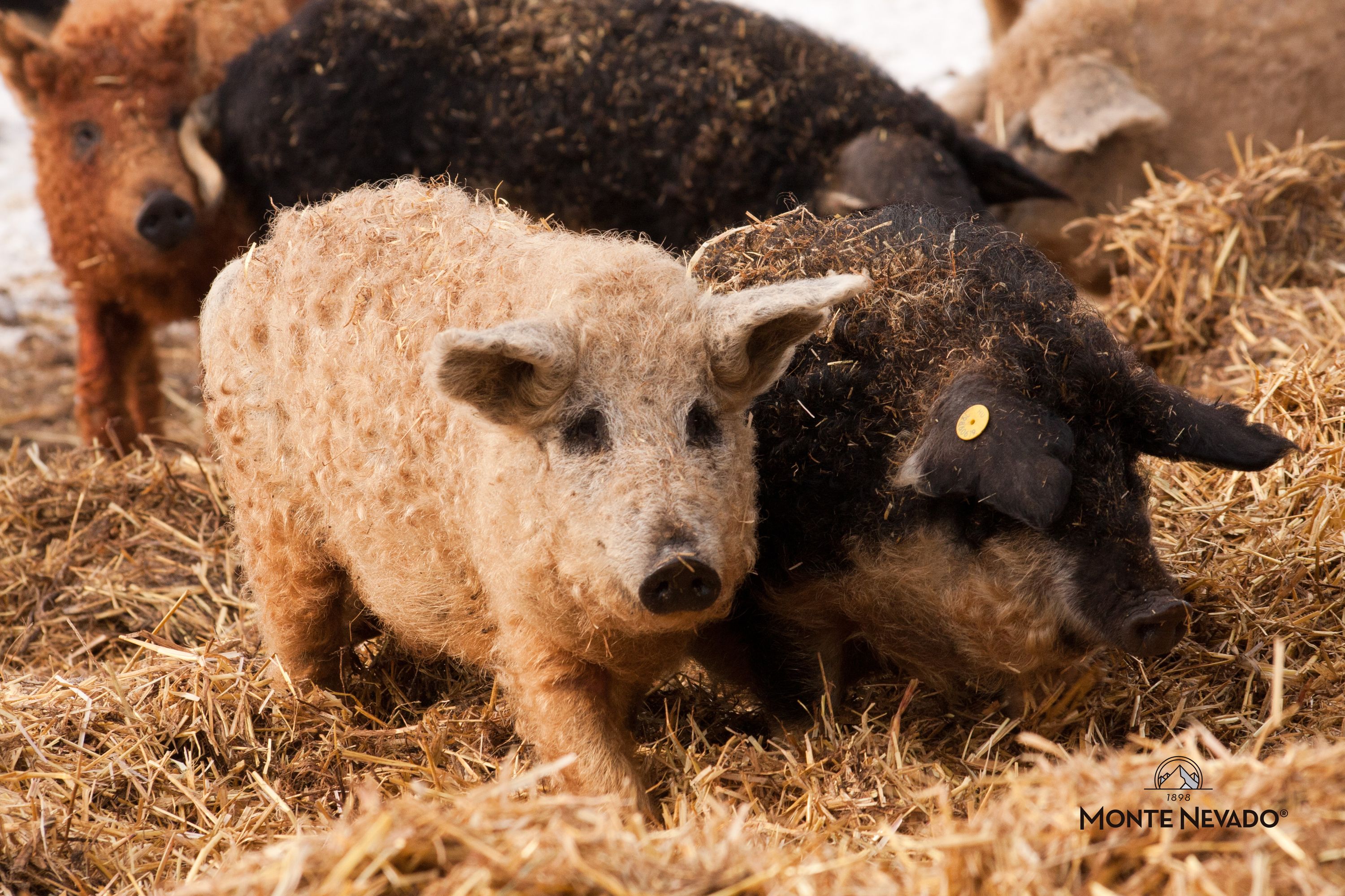 Recuperación Raza Mangalica - Monte Nevado 2.jpg