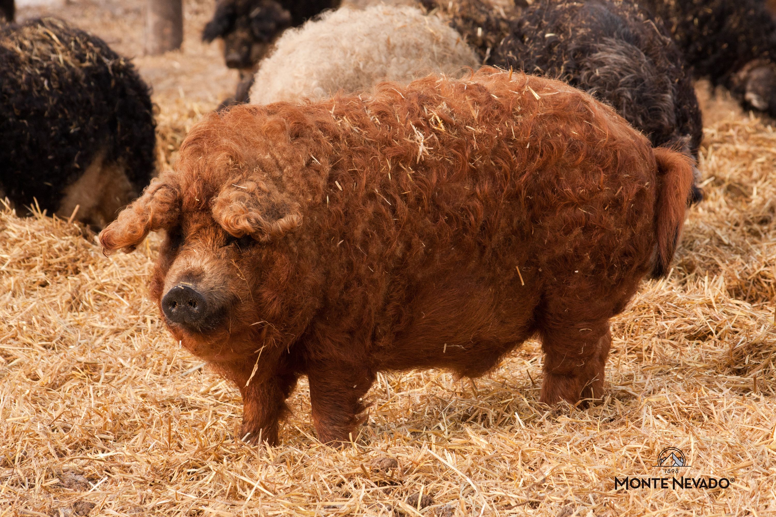 Recuperación Raza Mangalica - Monte Nevado 3.jpg