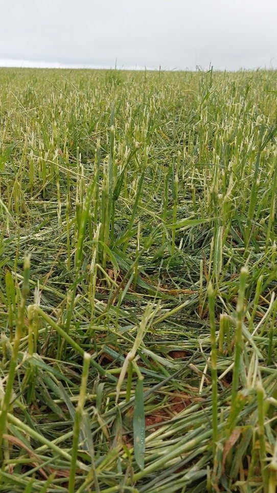 Agroseguro continúa con el pago de indemnizaciones a productores de cultivos herbáceos con otros 11 millones de euros