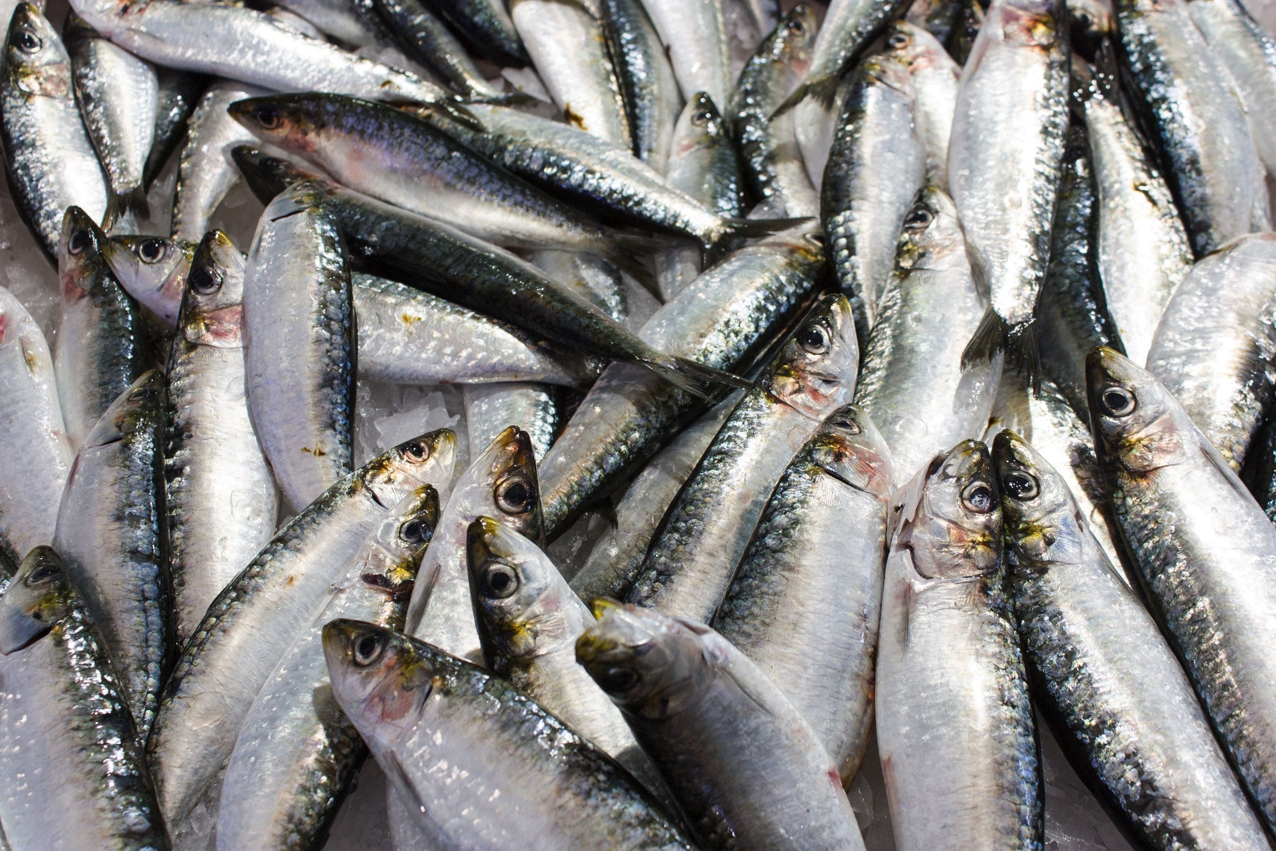 Sardinas frescas ibéricas sobre hielo en mostrador de pescadería, varias piezas brillantes y plateadas.