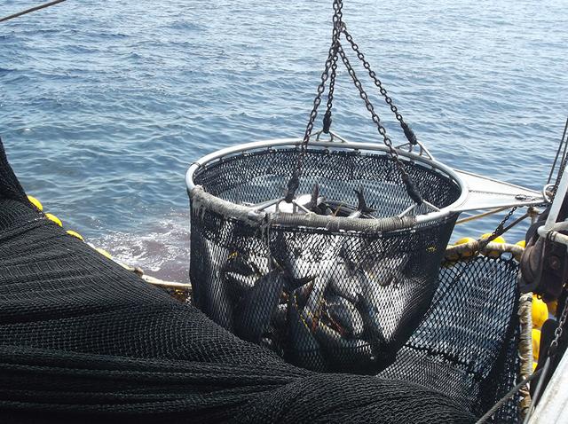 El VII Congreso Nacional del Atún abordará los desafíos que marcarán el futuro del sector atunero y de la pesca