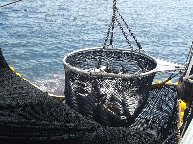 El VII Congreso Nacional del Atún abordará los desafíos que marcarán el futuro del sector atunero y de la pesca