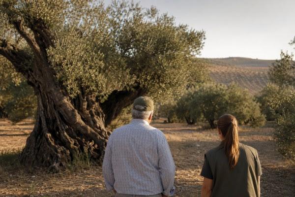 Los olivos viven mil años pero ¿quién los cuidará mañana?